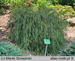 Thuja plicata Whipcord