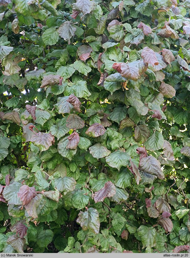 Corylus avellana Red Baron