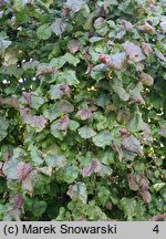 Corylus avellana Red Baron