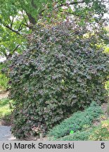 Corylus avellana Red Baron