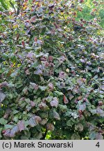 Corylus avellana Red Baron