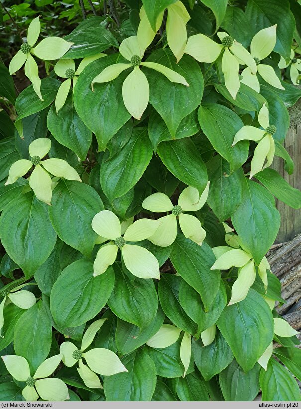 Cornus kousa var. kousa Weaver's Weeping