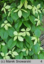 Cornus kousa var. kousa Weaver's Weeping