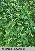 Cornus kousa var. kousa Weaver's Weeping