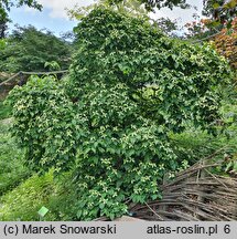 Cornus kousa var. kousa Weaver's Weeping