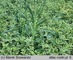 Allium obliquum (czosnek ukośny)