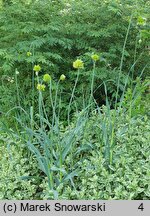 Allium obliquum (czosnek ukośny)