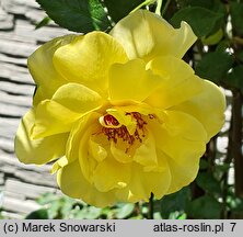 Rosa hort. Golden Spray