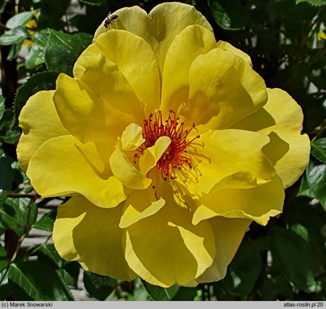 Rosa hort. Golden Spray