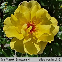 Rosa hort. Golden Spray