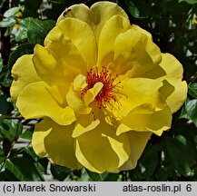 Rosa Golden Spray