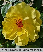 Rosa hort. Golden Spray