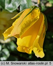 Rosa hort. Golden Spray