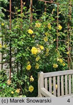 Rosa hort. Golden Spray