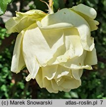Rosa hort. Elfe