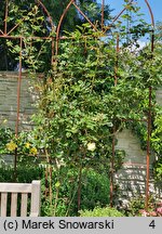 Rosa hort. Elfe
