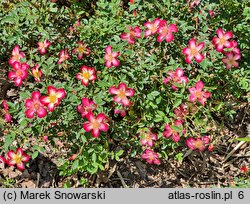 Rosa hort. HORcoexist
