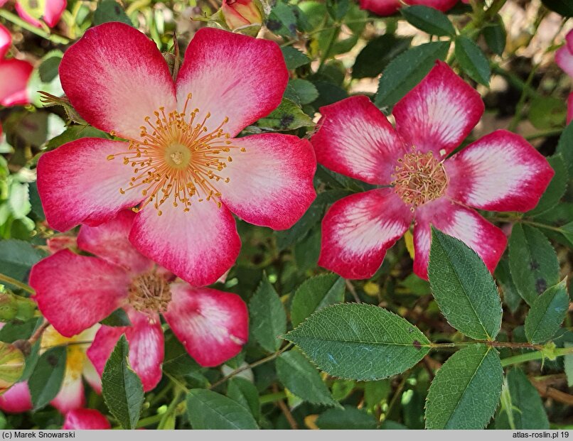 Rosa hort. HORcoexist