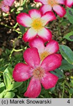 Rosa hort. HORcoexist