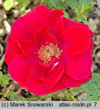 Rosa hort. Ruby Ruby