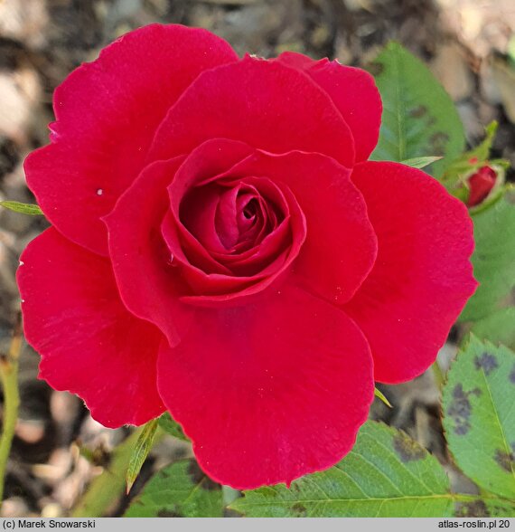 Rosa hort. Ruby Ruby
