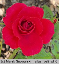 Rosa hort. Ruby Ruby