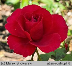 Rosa hort. Ruby Ruby