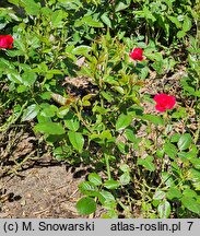 Rosa hort. Ruby Ruby
