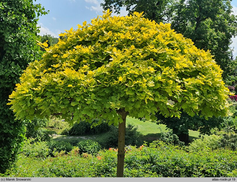 Quercus robur Concordia