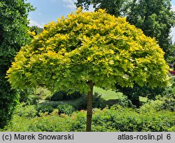 Quercus robur Concordia