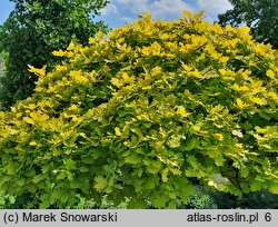 Quercus robur Concordia