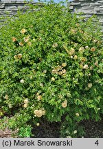 Rosa ×harisonii (róża Harisona)