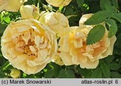 Rosa ×harisonii (róża Harisona)