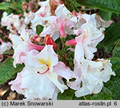 Rhododendron hort. Jack A. Sand