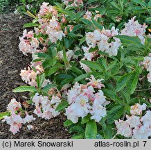 Rhododendron hort. Jack A. Sand