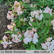 Rhododendron Jack A. Sand