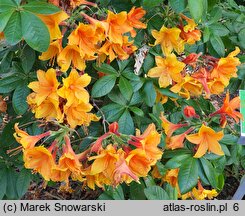 Rhododendron hort. Diorama