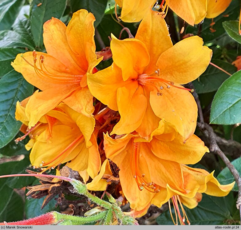 Rhododendron hort. Diorama