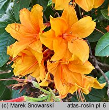 Rhododendron hort. Diorama