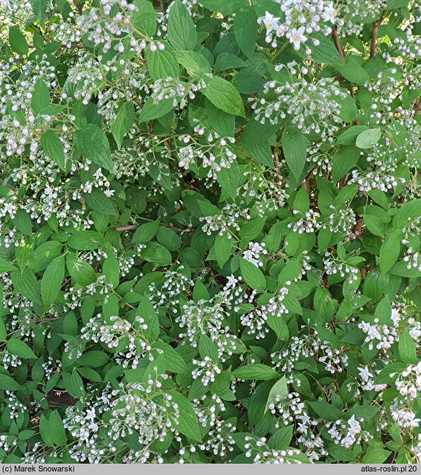 Deutzia Tourbillon Rouge