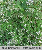 Deutzia Tourbillon Rouge