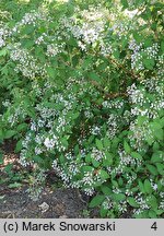 Deutzia Tourbillon Rouge