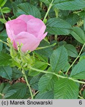 Rosa hort. Dagmar Hastrup