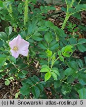 Rosa hort. Dagmar Hastrup