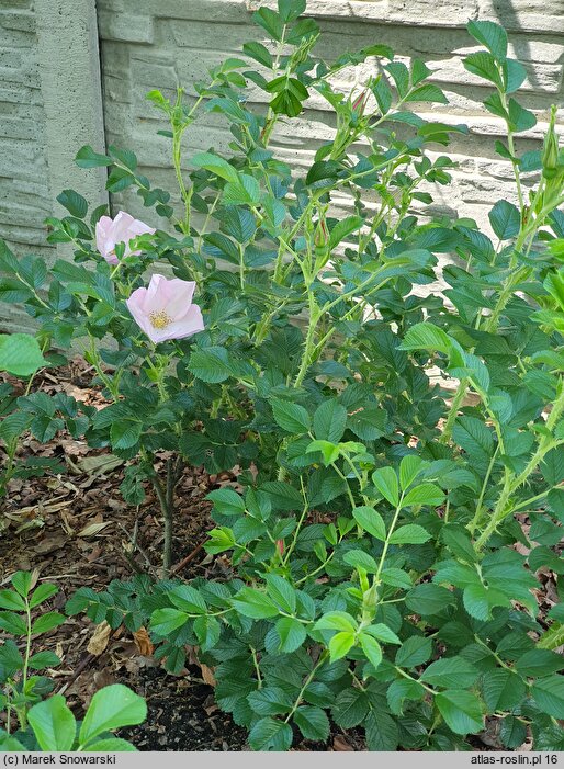 Rosa hort. Dagmar Hastrup