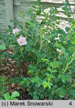 Rosa hort. Dagmar Hastrup