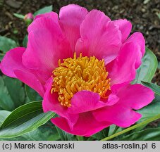 Paeonia lactiflora Thoma