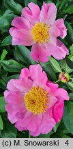 Paeonia lactiflora Thoma