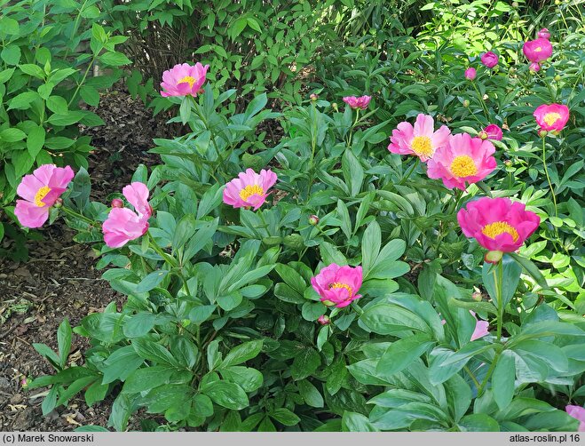 Paeonia lactiflora Thoma