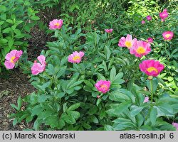 Paeonia lactiflora Thoma